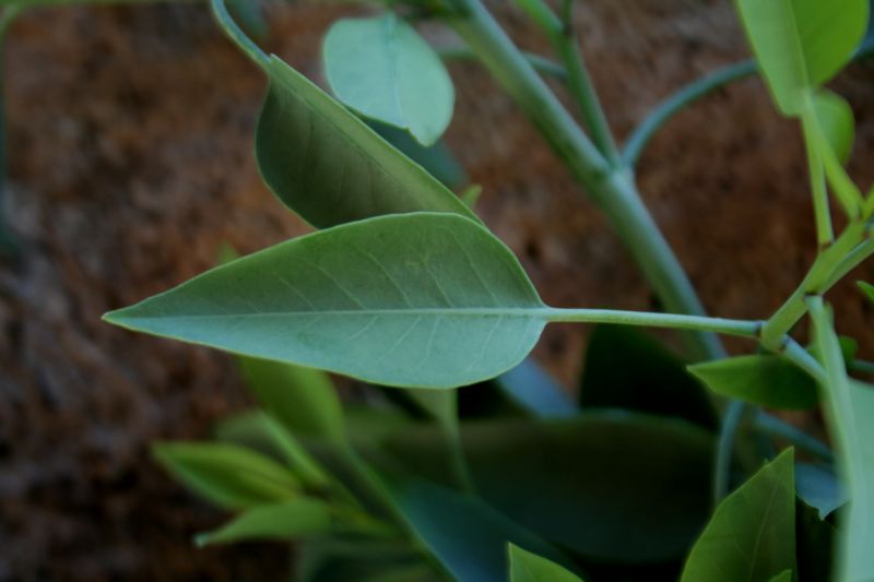 esotica da determinare..- Nicotiana glauca